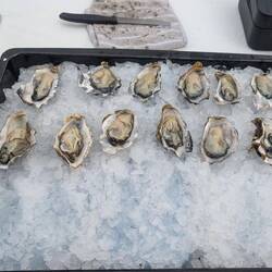 Austernverkauf in Queenstown