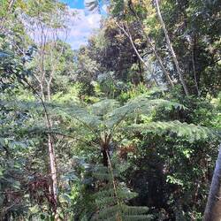 Riesenfarn - bis zu 20 Meter hoch