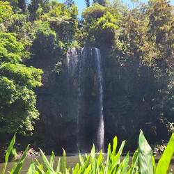 Millaa Millaa Falls
