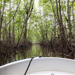 Mangrove