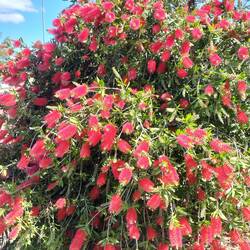 Geweldig! Zo'n boom vol bloemen! Crimson bottlebrush