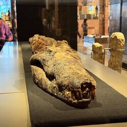 Ein mumifiziertes Krokodil war als Grabbeigabe durchaus üblich.