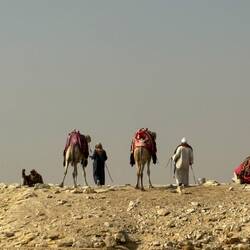 Stilleben: Ägyptische Camelboys vor dem Aufsitzen.