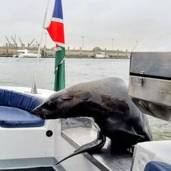 ...Robbenbesuch bekommen...