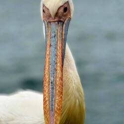 ...und endlich auch den passenden Pelikan treffen...