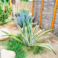 ... liebevoll gestaltete Anlage ...