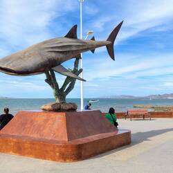 Die Walhaie kommen hier auch oft vorbei