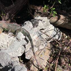 A fat, lazy iguana waits for someone (not me!) to throw a french fry