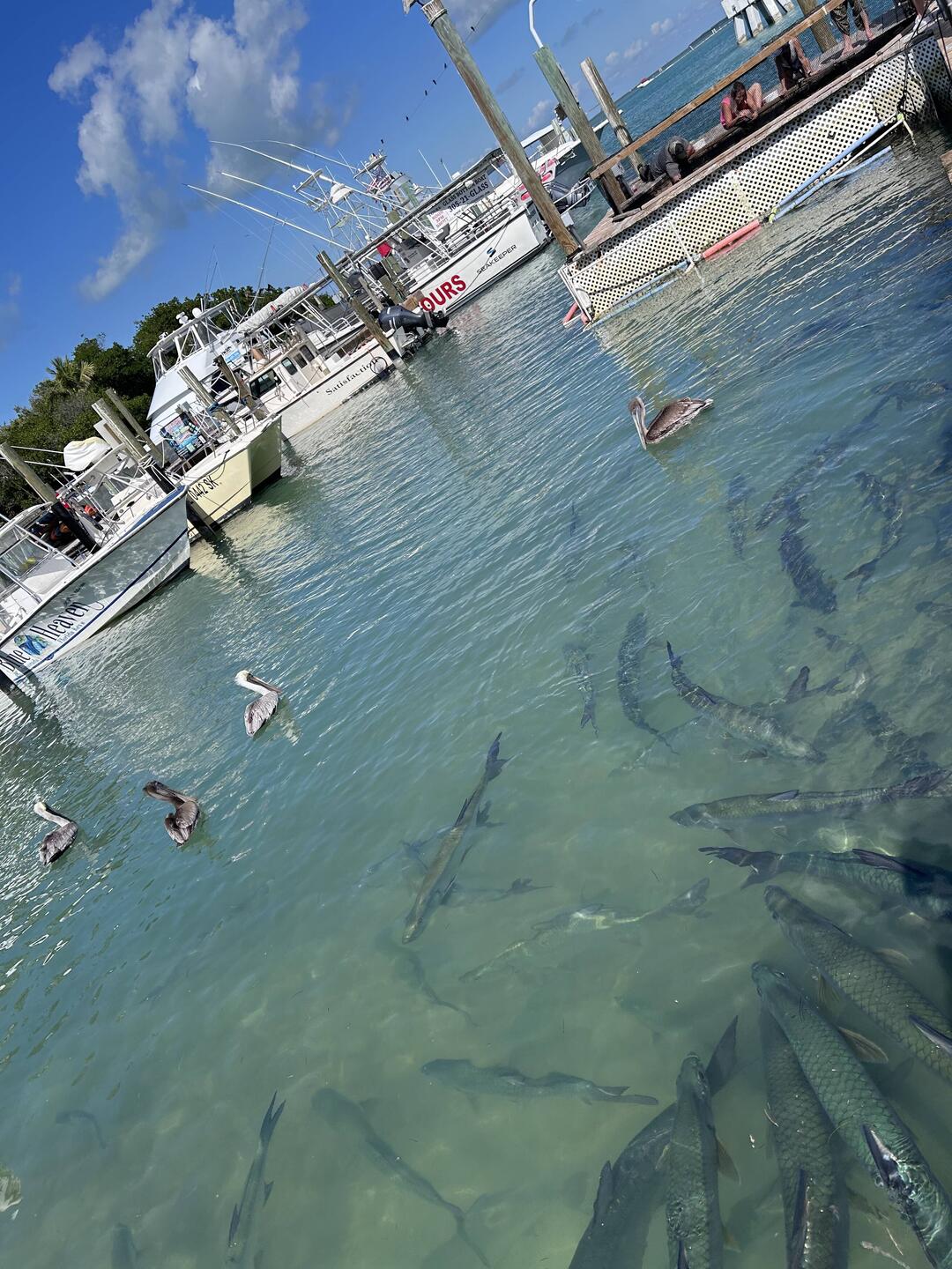 Fat, lazy tarpon get handfed at Robbies while pelicans await their chance