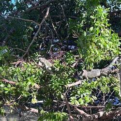 Two fat, lazy iguanas catch some nourishing rays