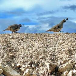 Ganz plötzlich laufen in der versüfften Gegend Helmwachteln rum