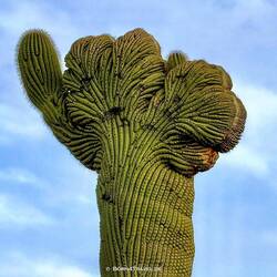 ... und ich hab ihn entdeckt - Cristate Saguaro 🌵