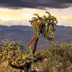 ... sieht doch auch irgendwie lustig und verrückt aus 🌵