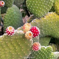 Kaktus - genauer hingeschaut