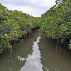 Mangrove near the beach