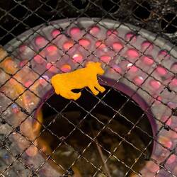 Grilling a tiny piece of carrot at a BBQ joint