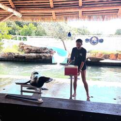 Sealion doing tricks for treats...