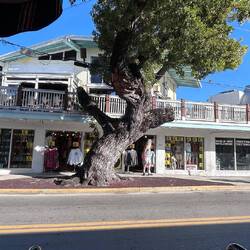 This giant mahogany tree is over 100 yrs old