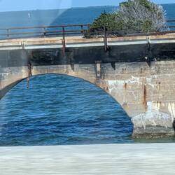 "Fred the Tree" on the 7-Mile Railroad Bridge