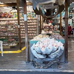 A lot of conch shells in a giant clam shell