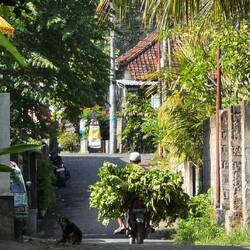 Moped full of green stuff.
