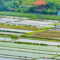 Patchwork of paddies