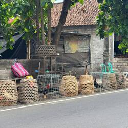 Chicken in a basket (literally). Sad to see. We think these are prized fighting cocks on display?
