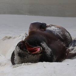 Sealion
