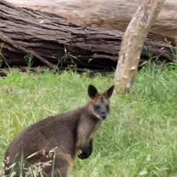 Red Neck Wallaby