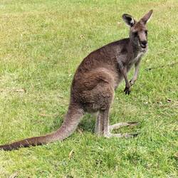 Eastern Grey kangoeroe