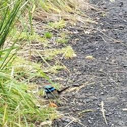 Blue wren zaten er meerderen
