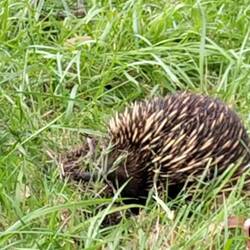 Als je dichtbij komt, rolt ie zich op