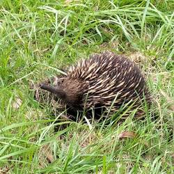 Echidna, een eierleggend zoogdier, net als het vogelbekdier. Hij eet mieren