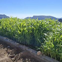 Der Mais steht gut im Saft!