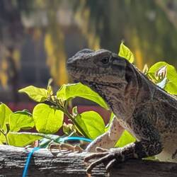 Dieser Herr besucht uns regelmäßig beim Frühstück