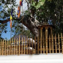 THE tree - or one grown from a sapling from the Buddha tree?