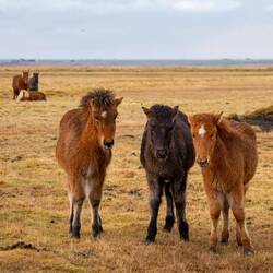 Ganz schön struppig die Drei