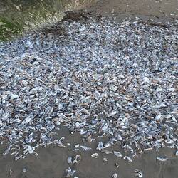 Ansammlung von Austern Muscheln