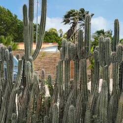 Kakteen sind die häufigsten Pflanzen auf Bonaire.Ist ein Zaun undurchdringlicher ?