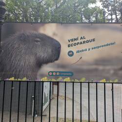 I finally saw a Cappy Berra