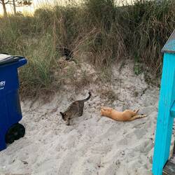 Wilde Katzen , scheint ihnen gut zu gehen!