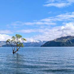 Wanaka-Tree