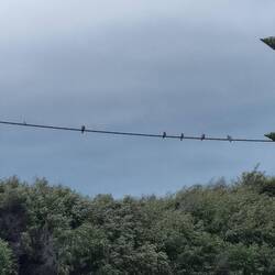 Gala's doing what Gala's do!