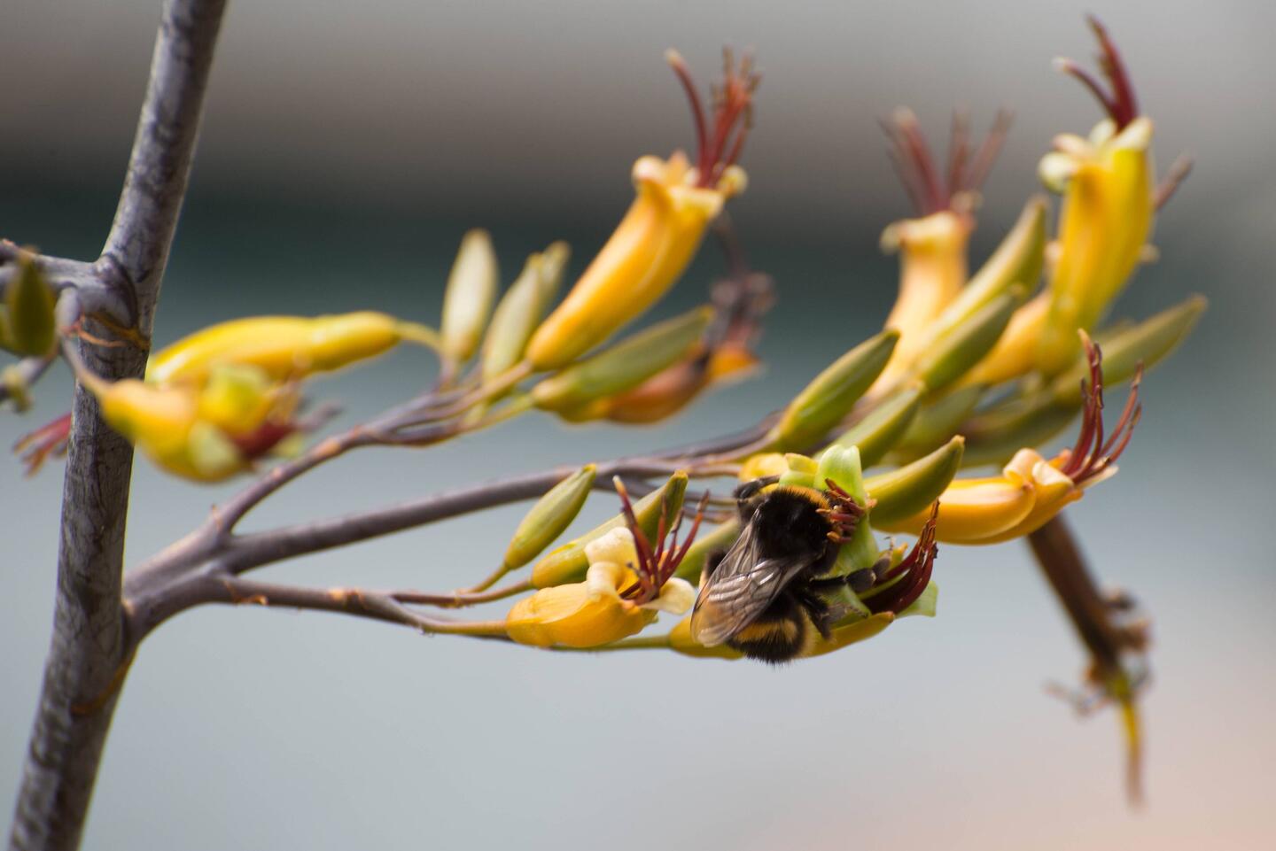 Cute bubble bee at the Picton lookout