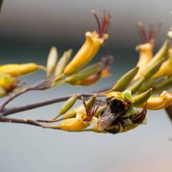 Cute bubble bee at the Picton lookout