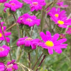 Purple Groundsel ( asterachtig)