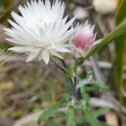 Satin Everlasting ( ook asterachtig)