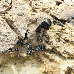 Rotsachtig 'strand' met kleine schelpjes ( levend): peri winkles ( kreukels)