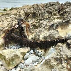 Zeewier op Carpenters Rocks ( blaasjes wier)