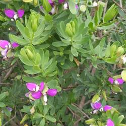 Myrthle-leaf milk wort ( vleugeltjes bloem)